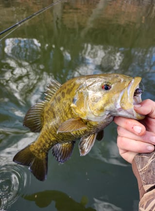4-8 Hour Bass Fishng Trip