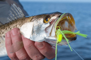 Bay Fishing For One, Two, Or, Three