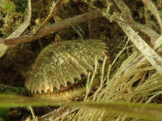 1/2 Day Private Scalloping Charter