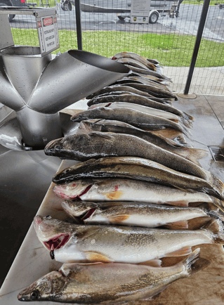 Lets Go Fishing