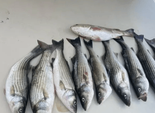 Full day Fishing Trip - 40’ Evans