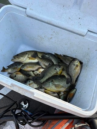 Panfish Trips