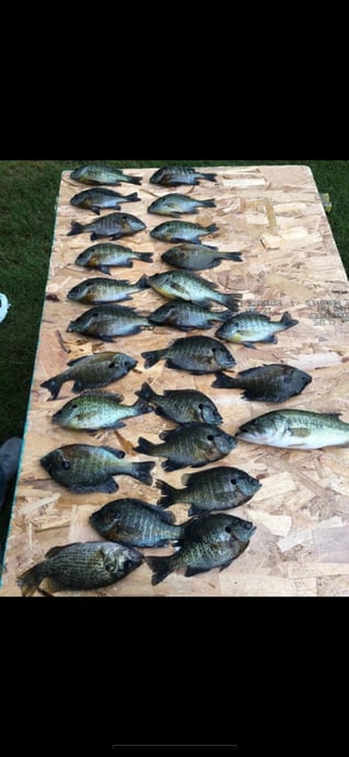 Panfish Trips