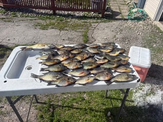 Panfish Trips