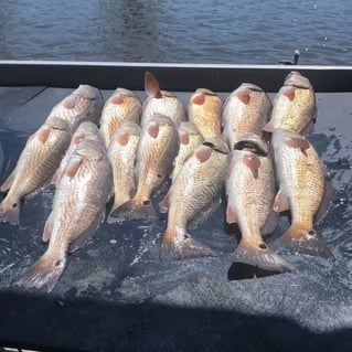     Louisiana Redfish Adventure