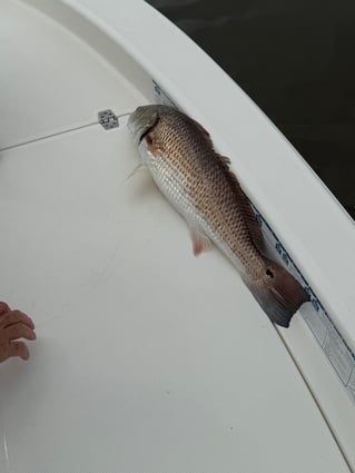 4hr Inshore Fishing