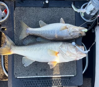 Freshwater Fishing