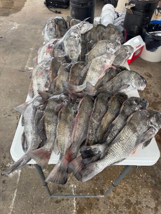 Inshore Bay Fishing 