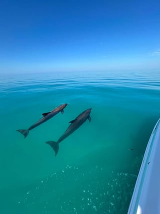 Sandbar Tour