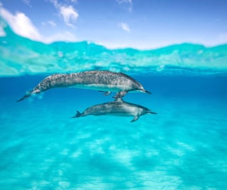 Sandbar Tour