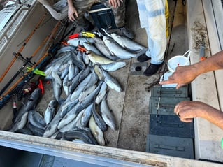 Spoonbill And Catfish Trips