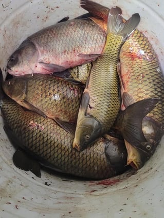 Lake Bowfishing