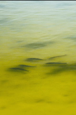 Fly Fishing The Lower Laguna Madre