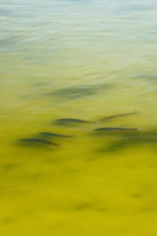Fly Fishing The Lower Laguna Madre