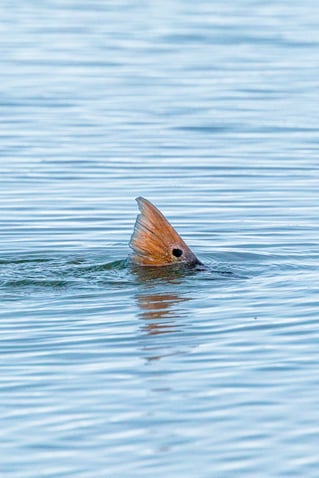 Fly Fishing The Lower Laguna Madre