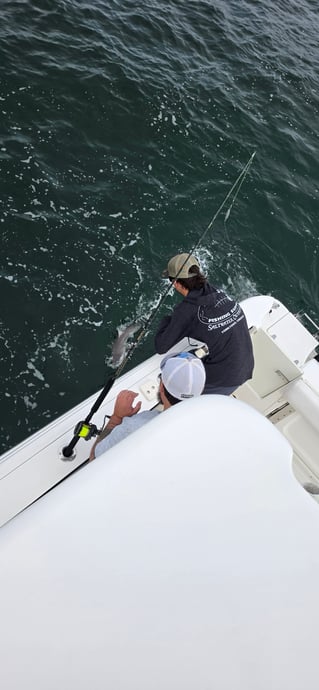 Cobia Sight Fishing 