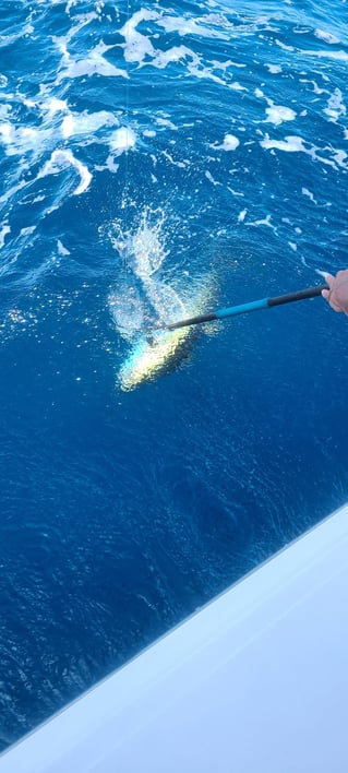 Cobia Sight Fishing 