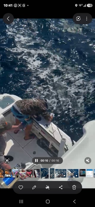 Cobia Sight Fishing 