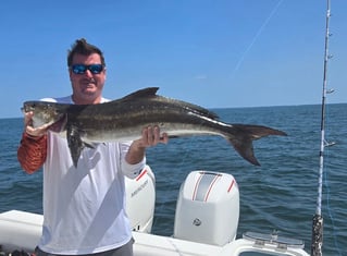 Cobia Sight Fishing 