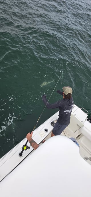 Cobia Sight Fishing 