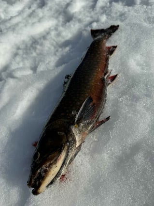Ice Fishing In North Woods