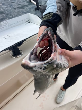 Seattle Salmon Drift Fishing