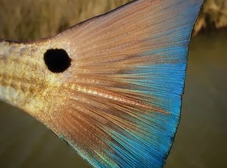 Inshore Fishing Charter