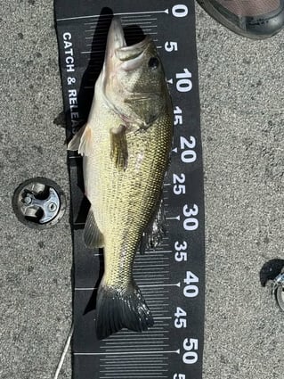 Bass On Lake Omodeo, Sardinia