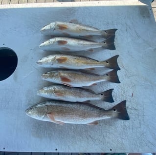 Inshore Fishing Trip
