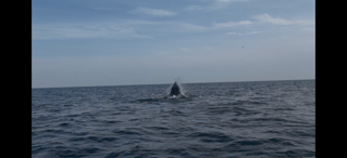 Everything Inshore