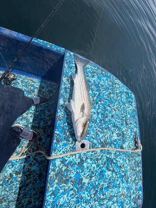 Everything Inshore