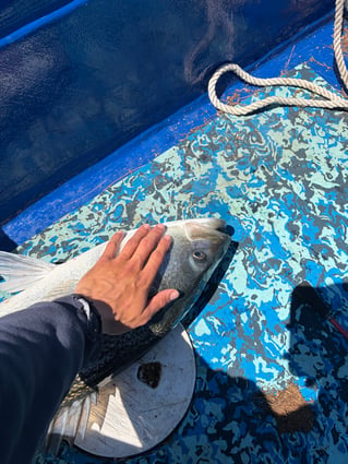 Everything Inshore