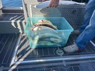 Walleye And Steelhead Fishing