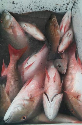 Offshore Half Day