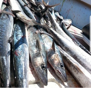 Offshore Half Day