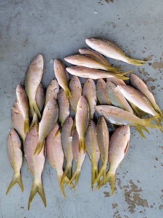 Offshore Half Day