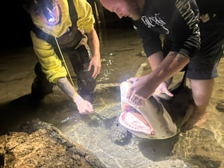 LAND BASED SHARK FISHING