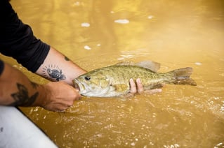 Fly Fishing Indiana's White River