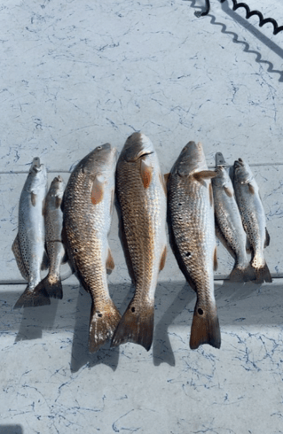 Hunting Redfish In The Flats 