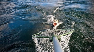 Walleye Capital! Ashtabula Ohio