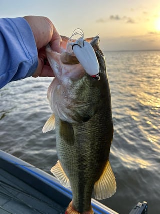 Toledo Bend & Sam Rayburn Fishing