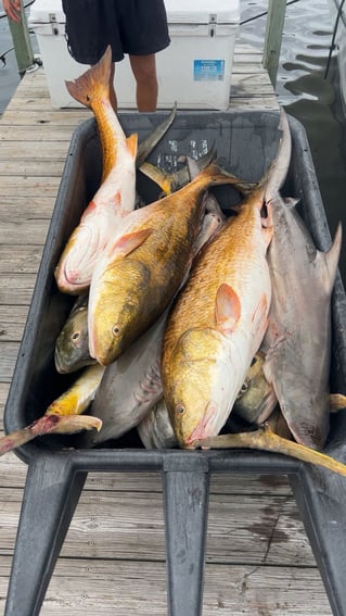 Gulfport Inshore & Nearshore