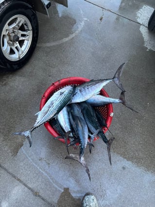 Crystal Coast Inshore & Nearshore