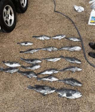 Nearshore Reef & Wreck Fishing