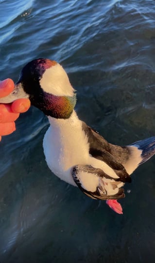 Coastal Duck Hunt