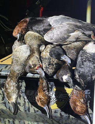 Coastal Duck Hunt