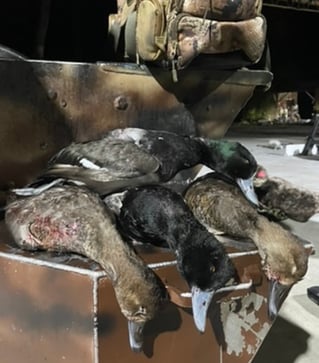 Coastal Duck Hunt