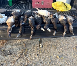 Coastal Duck Hunt