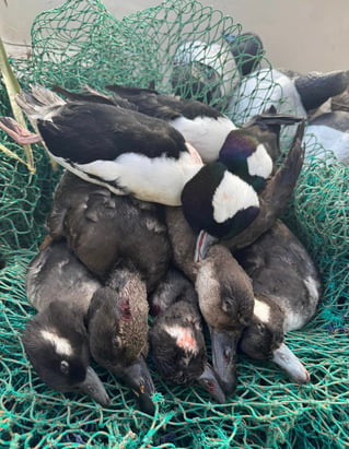 Coastal Duck Hunt