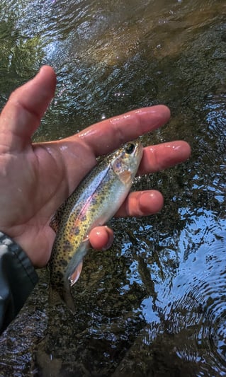Wade Fishing Trip